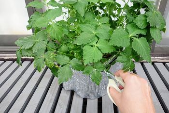 f:id:haruirosoleil:20211213051824j:plain