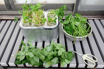 f:id:haruirosoleil:20211213051826j:plain