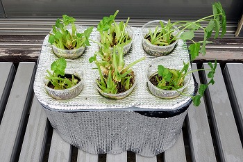 f:id:haruirosoleil:20211213051829j:plain