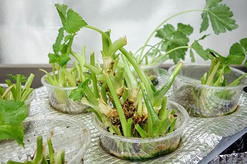 f:id:haruirosoleil:20211213051835j:plain