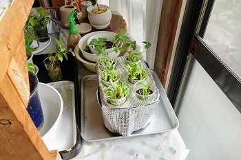 f:id:haruirosoleil:20211213051838j:plain