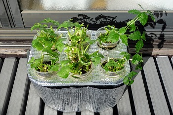 f:id:haruirosoleil:20211227213302j:plain