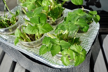 f:id:haruirosoleil:20211227213307j:plain