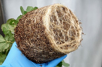 f:id:haruirosoleil:20220109142127j:plain