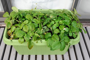 f:id:haruirosoleil:20220109142130j:plain