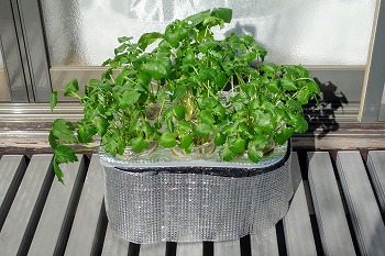 f:id:haruirosoleil:20220109190959j:plain