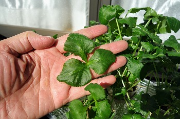 f:id:haruirosoleil:20220109191004j:plain