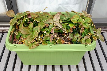 f:id:haruirosoleil:20220203051332j:plain