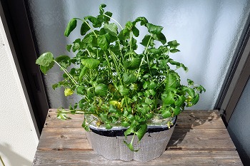 f:id:haruirosoleil:20220312162626j:plain