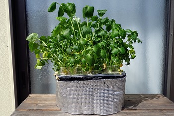 f:id:haruirosoleil:20220312162628j:plain