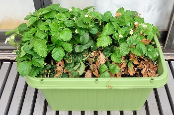 f:id:haruirosoleil:20220327160932j:plain