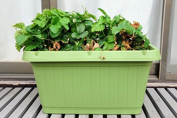 f:id:haruirosoleil:20220327160934j:plain