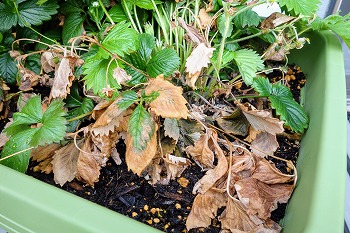 f:id:haruirosoleil:20220327160937j:plain