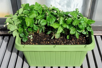 f:id:haruirosoleil:20220327160945j:plain