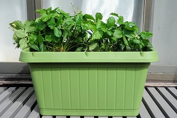 f:id:haruirosoleil:20220327160947j:plain