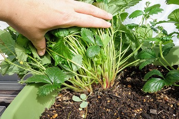 f:id:haruirosoleil:20220327160951j:plain