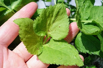 f:id:haruirosoleil:20220409180411j:plain