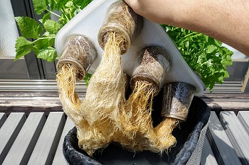 f:id:haruirosoleil:20220409180415j:plain