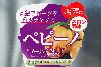 不思議な野菜？果物？「ペピーノ」を水耕栽培しています。実の味は
