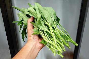 8lバケツのバケツで空芯菜を水耕栽培 スペースを開けて植えたので のびのびと成長できるはずです 春色ソレイユ 8lバケツのバケツで空芯菜を水耕栽培 スペースを開けて植えたので のびのびと成長できるはずです 春色ソレイユ