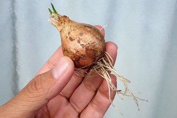 農家も始められるワケギ球根（種球）10キロ 2026年最新】わけぎ苗の