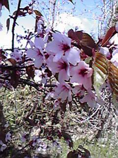 旭川・旧神居古潭小グラウンド・桜