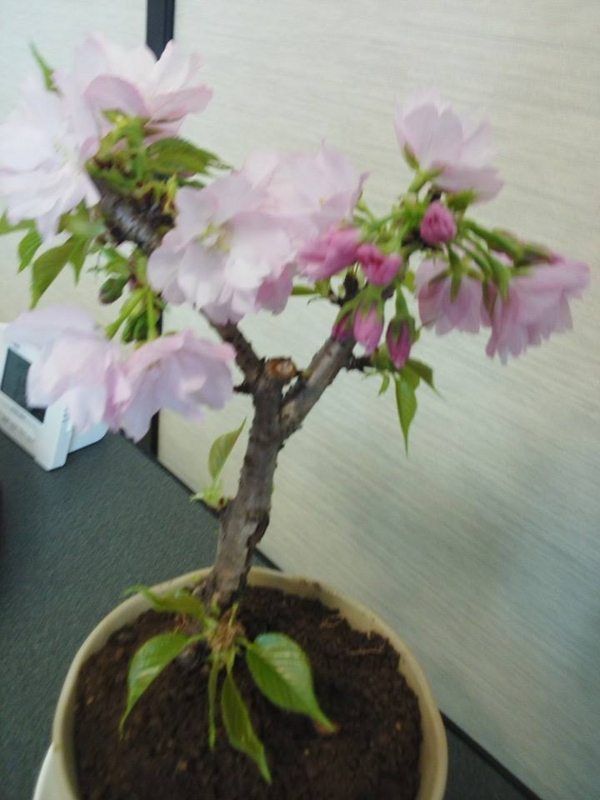 f:id:haruka_nostalgie:20150309124840j:image:w360