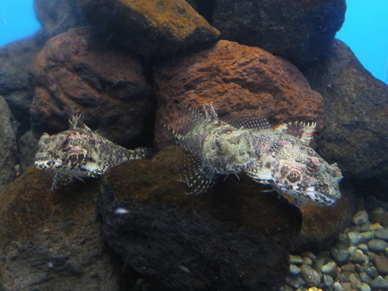 仙台うみの杜水族館