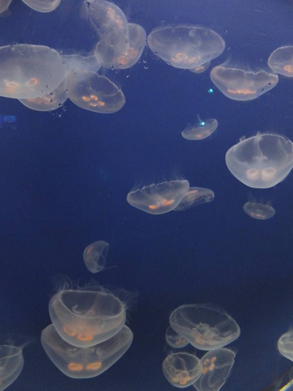 仙台うみの杜水族館