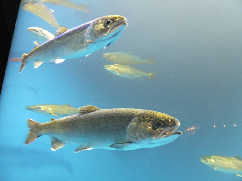 仙台うみの杜水族館