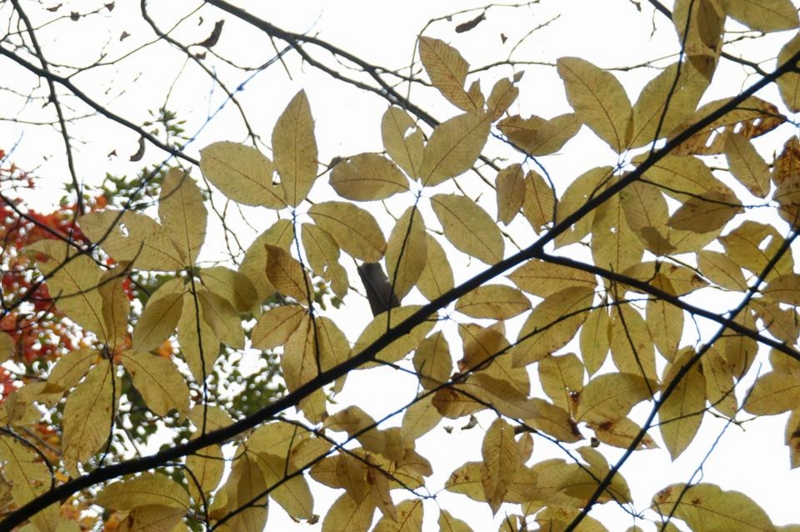 f:id:haruka_nostalgie:20151026123552j:image:w360
