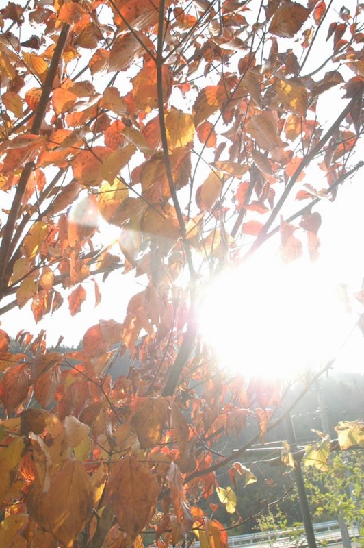 f:id:haruka_nostalgie:20151026123555j:image:w360