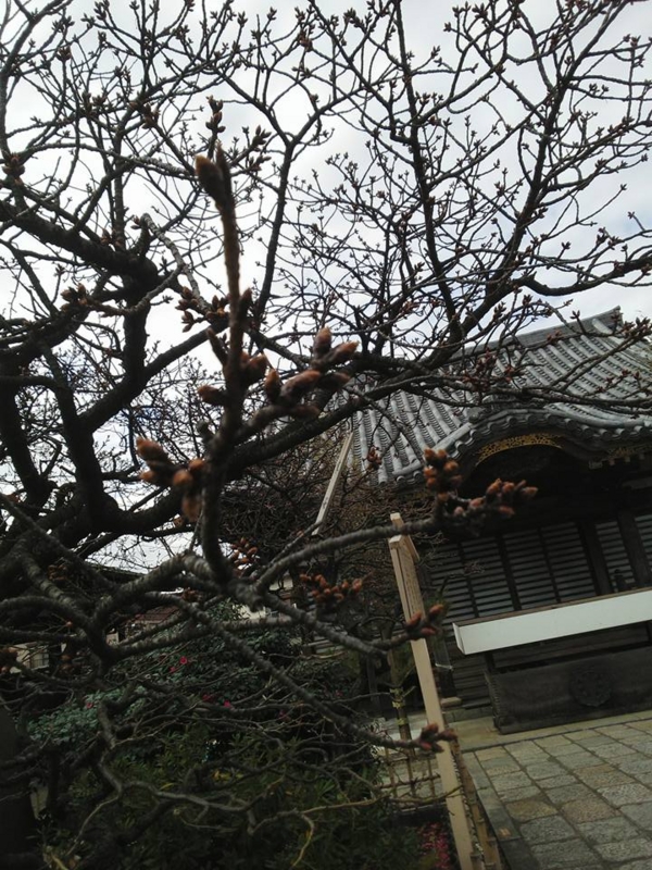 f:id:haruka_nostalgie:20151228122033j:image:w360