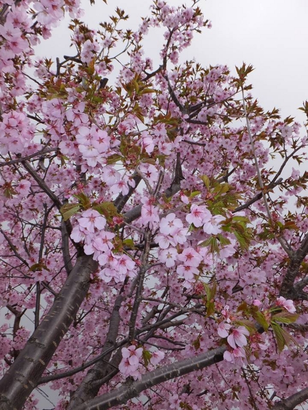 f:id:haruka_nostalgie:20160509180826j:image:w360