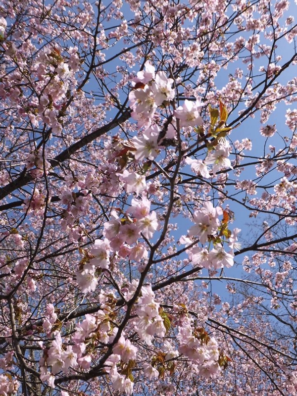 f:id:haruka_nostalgie:20160509180830j:image:w360