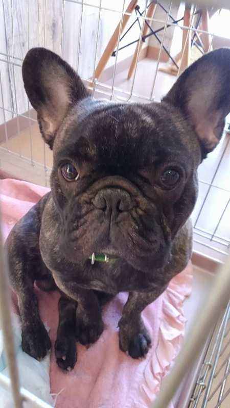 f:id:haruka_nostalgie:20170314084403j:image:w360