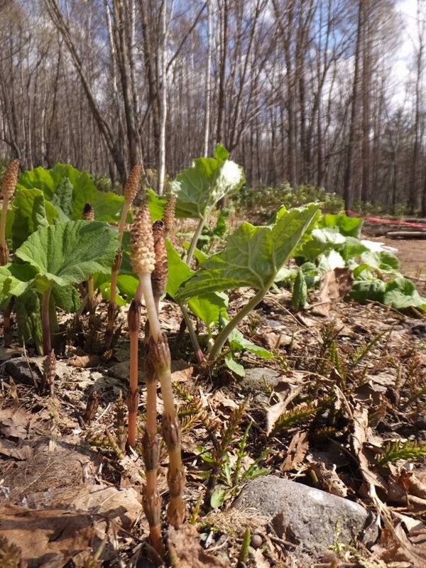 f:id:haruka_nostalgie:20170515124435j:image:w360