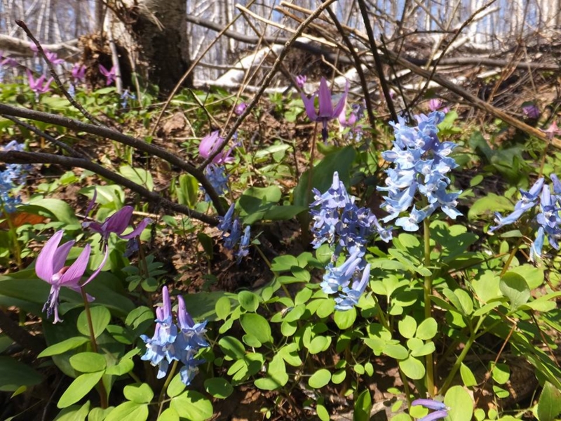 f:id:haruka_nostalgie:20170515124443j:image:w360