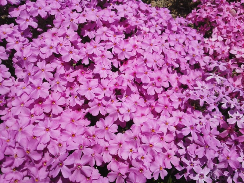 f:id:haruka_nostalgie:20170515180237j:image:w360