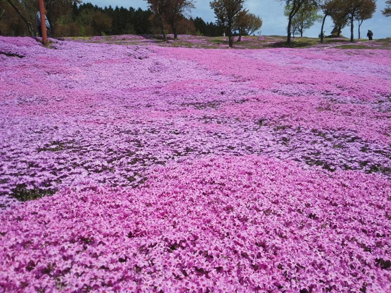 f:id:haruka_nostalgie:20170515180239j:image:w360