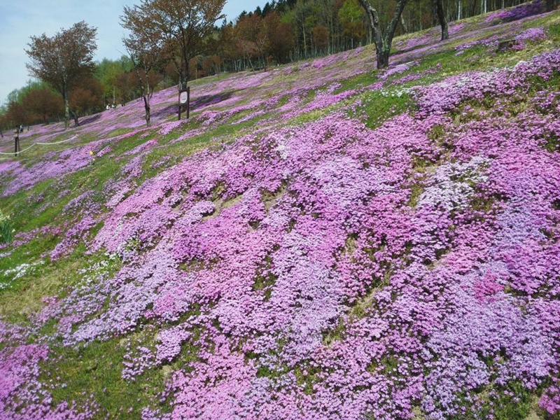 f:id:haruka_nostalgie:20170515180241j:image:w360