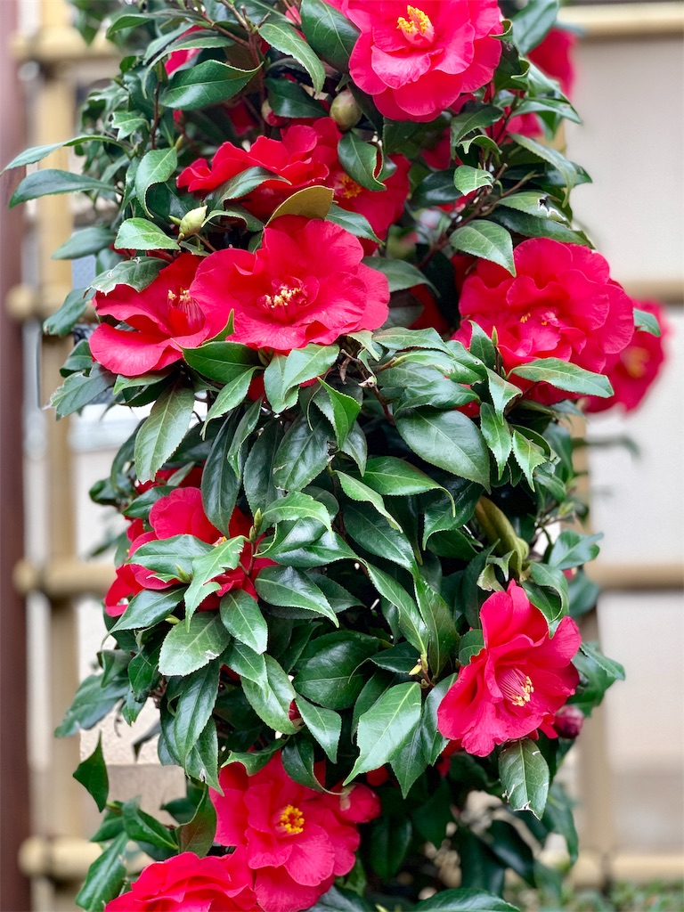 f:id:harukakanata0:20191114002506j:image
