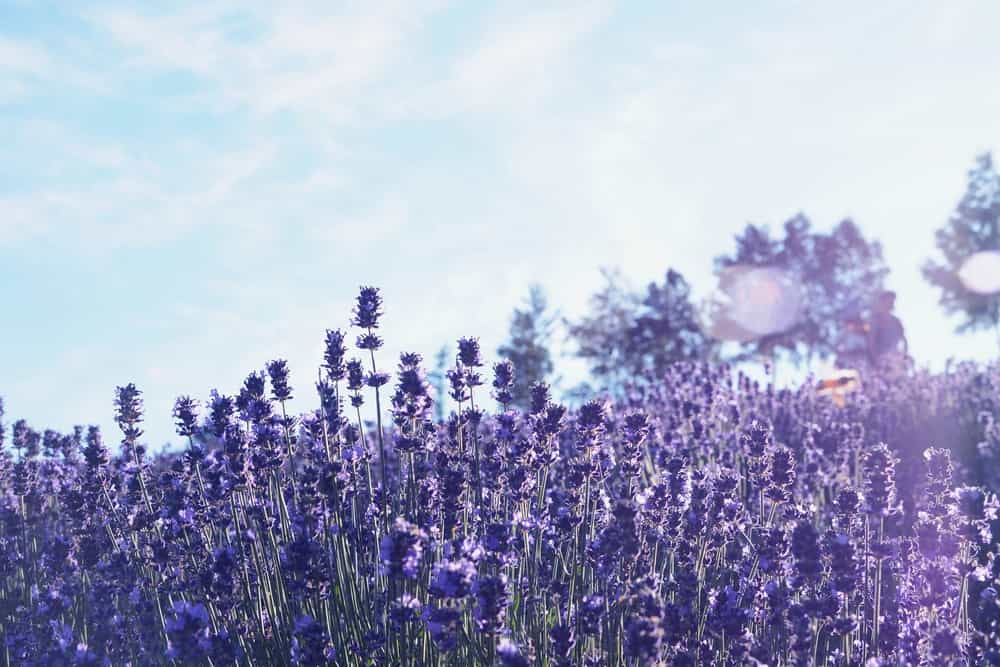 f:id:haruki_835:20190419203812j:plain