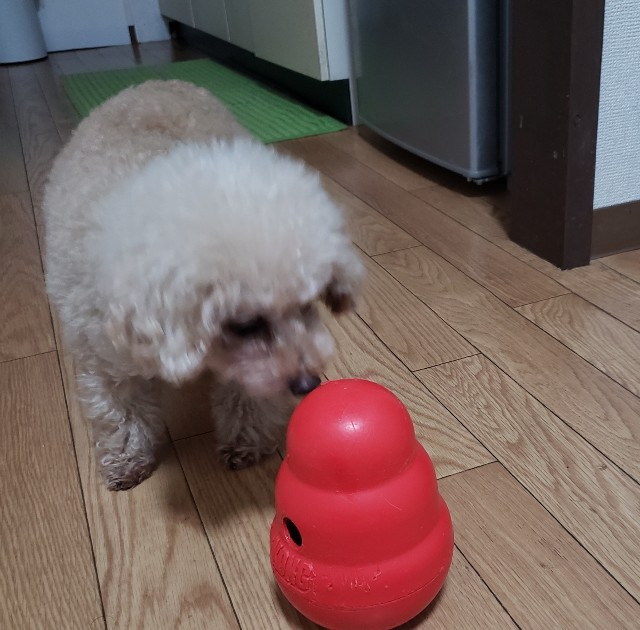 f:id:haruko31:20190122191035j:plain