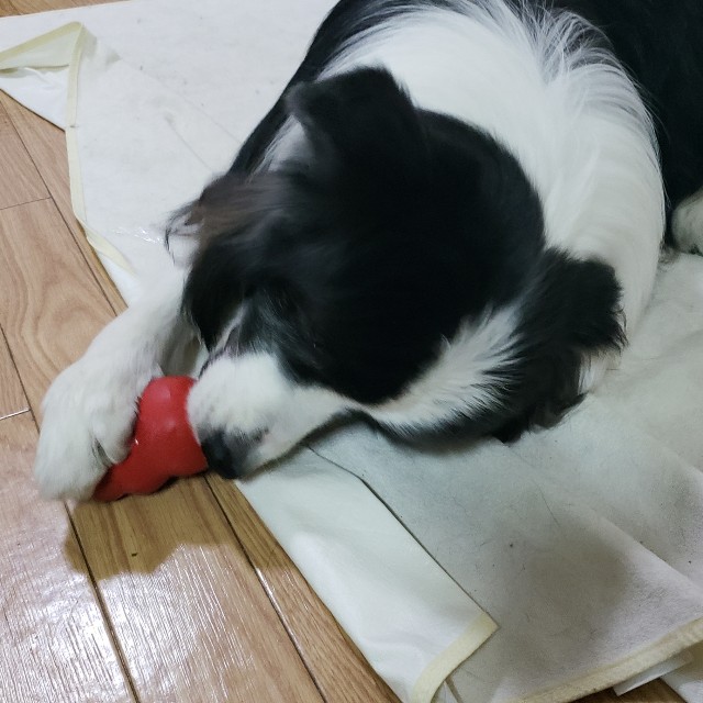 f:id:haruko31:20190122193828j:image
