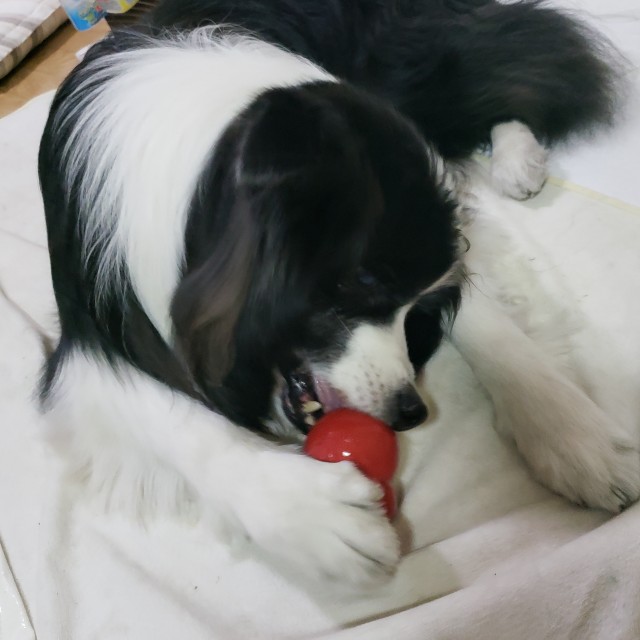f:id:haruko31:20190122193938j:plain