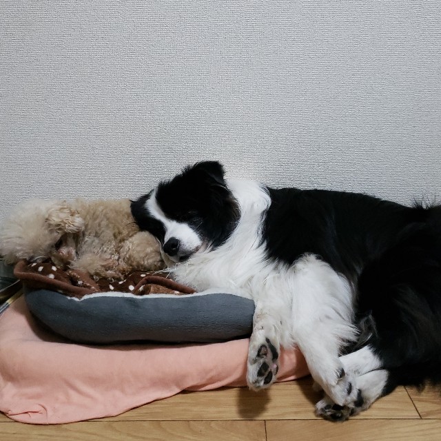 f:id:haruko31:20190207224420j:plain