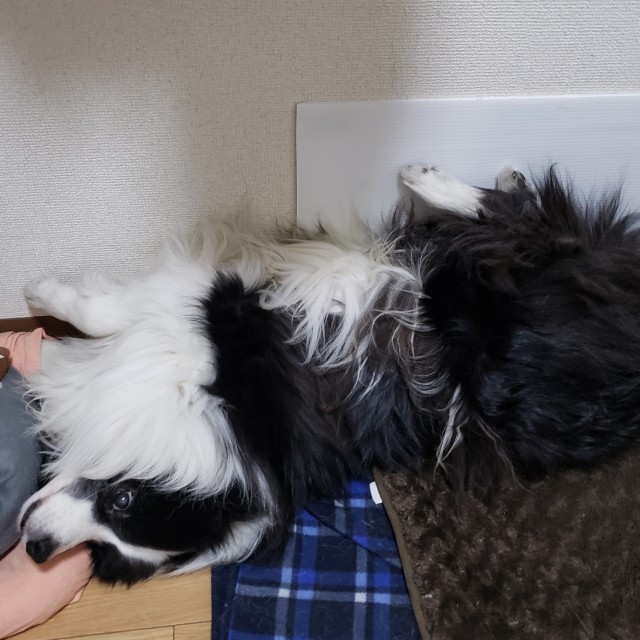 f:id:haruko31:20190218221628j:plain
