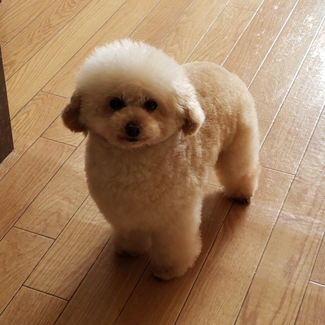 f:id:haruko31:20190218232542j:image