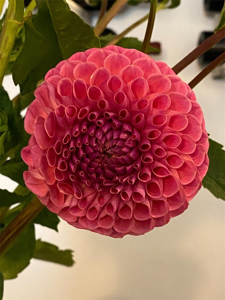 f:id:haruko41:20200907005713j:image
